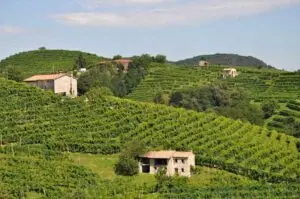 Cerchiamo tenuta vitivinicola nelle Colline Unesco Conegliano Valdobbiadene co 7-10 ettari di vigneto Docg